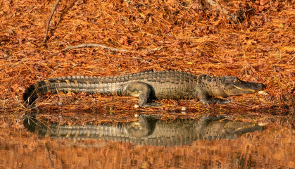American alligator in a swamp in North Carolina