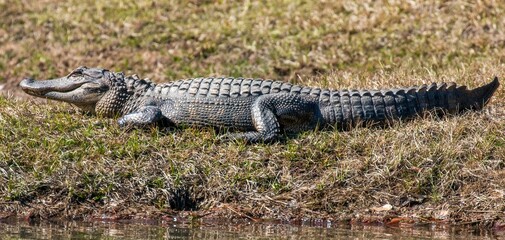 American alligator in a swamp in North Carolina