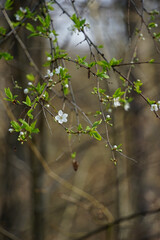spring blossom