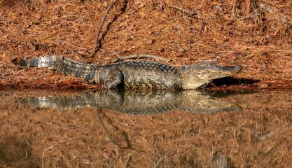 alligator in the swamp