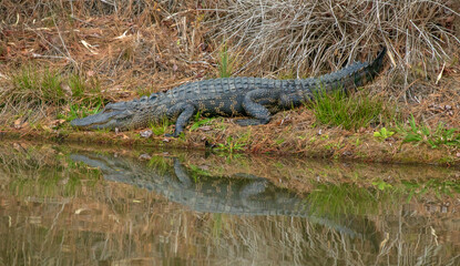 American alligator in a swamp in North Carolina