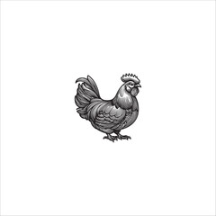 rooster hand drawn illustration artwork