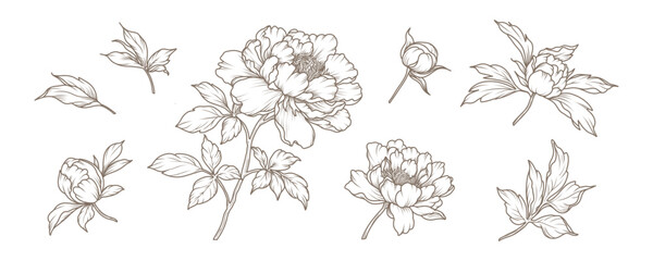 Hand drawn peony flowers and leaves in line art style. Collection of sketches of blooming floral plants. Vector vintage botanical illustration on white background