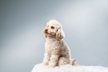 White miniature poodle on a light background. Studio shot of a dog. Maltipoo