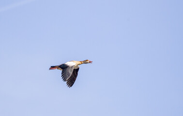 Egyptian Goose in Flight Against a Clear Sky