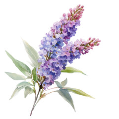 watercolor vector of Butterfly Bush Branch, high quality, isolated on a white background.
