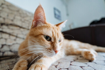 A fluffy orange cat is lounging comfortably on a cozy couch, staring intently at the camera with its bright, curious eyes, creating a delightful and charming scene for everyone to enjoy