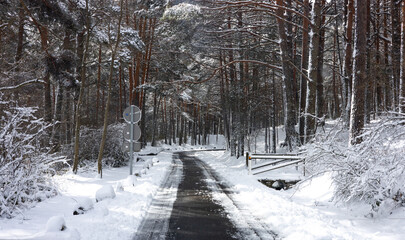 carretera nevada en el bosque