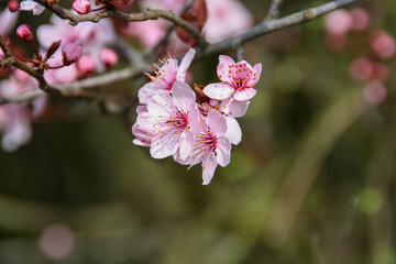 Prunus spinosa pururea