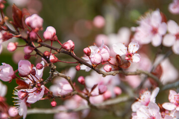 Spring is coming