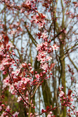 prunus cerasifera Nigra - cherry plum