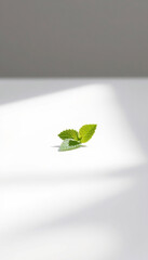 Single Green Mint Leaf on White