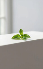Single Green Mint Leaf on White