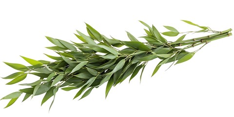 Fototapeta premium a close up of a plant