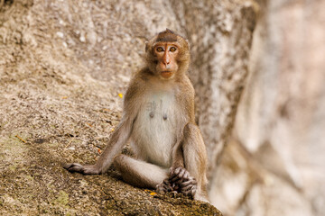 macaque close-up sitting on a rock