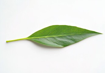 Obraz premium A single green elongated leaf on a white background, natural and minimalist atmosphere