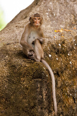 macaque close-up sitting on a rock