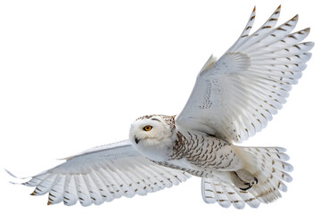 Snowy owl in flight isolated on transparent background, hunter predator bird with wings in Alaska north america Canada or Finland winter, wildlife white animal with yellow eye