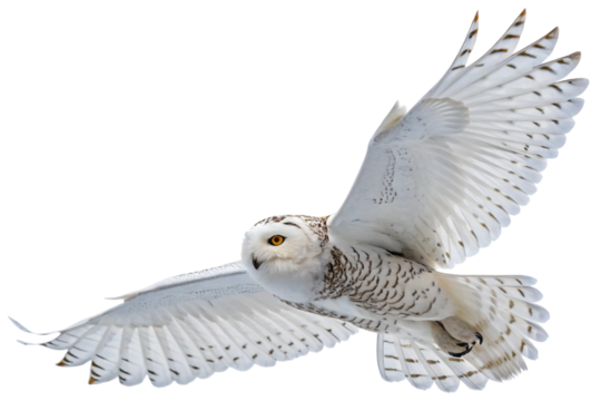 Snowy owl in flight isolated on transparent background, hunter predator bird with wings in Alaska north america Canada or Finland winter, wildlife white animal with yellow eye