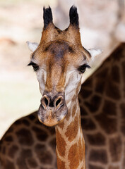 giraffe on the nature