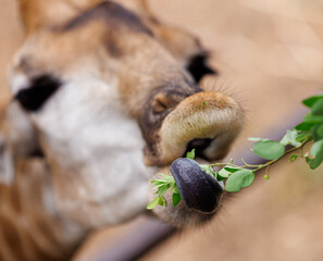 giraffe on the nature