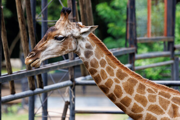 giraffe on the nature