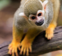 squirrel monkey close up in the wild
