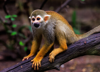 squirrel monkey close up in the wild