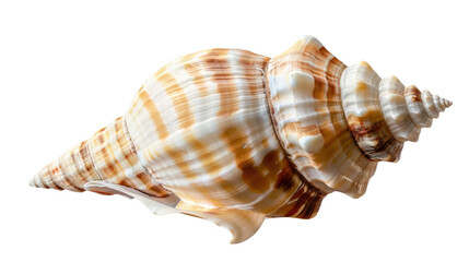 Obraz premium Ocean's Whisper: Intricate shell, revealing the artistry of the ocean depths. Witness the delicate spiral, a testament to nature's elegance and oceanic mysteries.