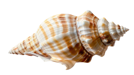 Ocean's Whisper: Intricate shell, revealing the artistry of the ocean depths. Witness the delicate spiral, a testament to nature's elegance and oceanic mysteries.