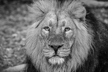 portrait of a lion