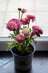 Delicate Ranunculus Petals with Water Droplets. A delicate pink ranunculus flower with dewdrops on its petals, accompanied by a partially opened bud. 
