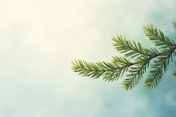 Obraz premium Serene Evergreen Branch Against a Soft Sky Background, Perfect for Nature-Inspired Designs and Projects