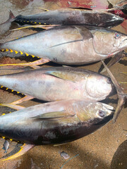 Ready export to dubai, cina and japan