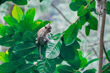 A long-tailed macaque (Macaca fascicularis) sits gracefully on a tree branch surrounded by vibrant green leaves in a tropical rainforest