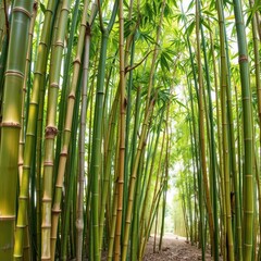Fototapeta premium Stitched panorama of a bamboo paillotte, showing intricate details and natural textures, plant, view, landscape