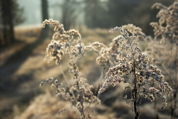 Frozen dry flowers in a meadow, landscape, winter.