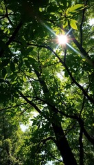 Obraz premium Sunlight dappled through lush green leaves on upward-reaching tree branches, flora, twig