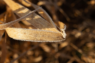 Grass covered with frost, detail, close-up.