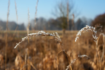A winter landscape, with frost-covered grass stalks in the foreground.