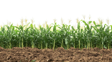 Corn field with green leaves, isolated on a transparent background