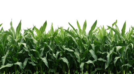 Corn field with green leaves, isolated on a transparent background