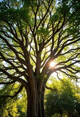 Naklejka premium Ancient banyan tree's sprawling canopy, sunlight dappling leaves, aerial, Asia, sunlight