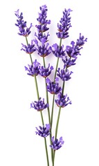 a watercolor of purple flowers