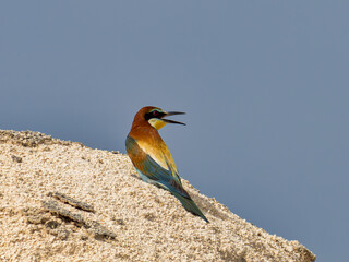 European Bee-eater, Merops apiaster, near Xativa, Spain
