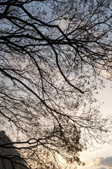 Intricate Tree Branches Against the Sky