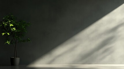 Obraz premium Minimalist interior design with plant and sunlight