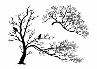 Silhouettes of bare trees and birds in winter