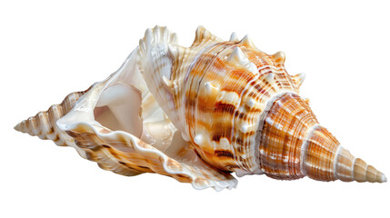 Fototapeta premium Ocean's Treasure: A detailed close-up shot of a captivating seashell, showcasing its intricate patterns and textures. 