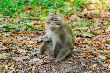 A long-tailed macaque (Macaca fascicularis) is captured sitting on the forest floor, holding a...